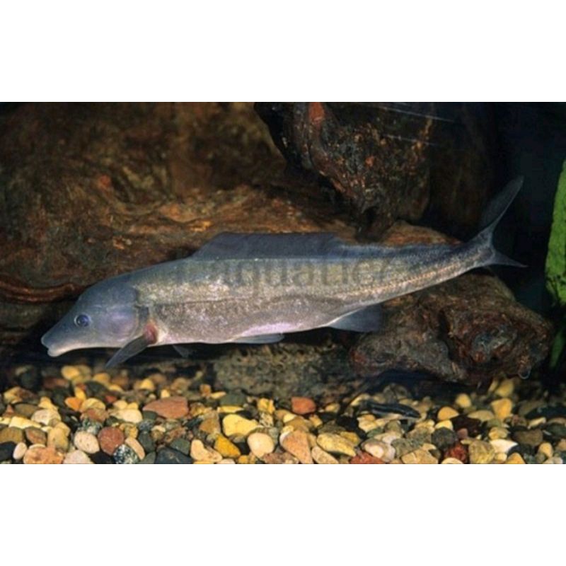 Lumba-lumba air tawar hiasan aquarium