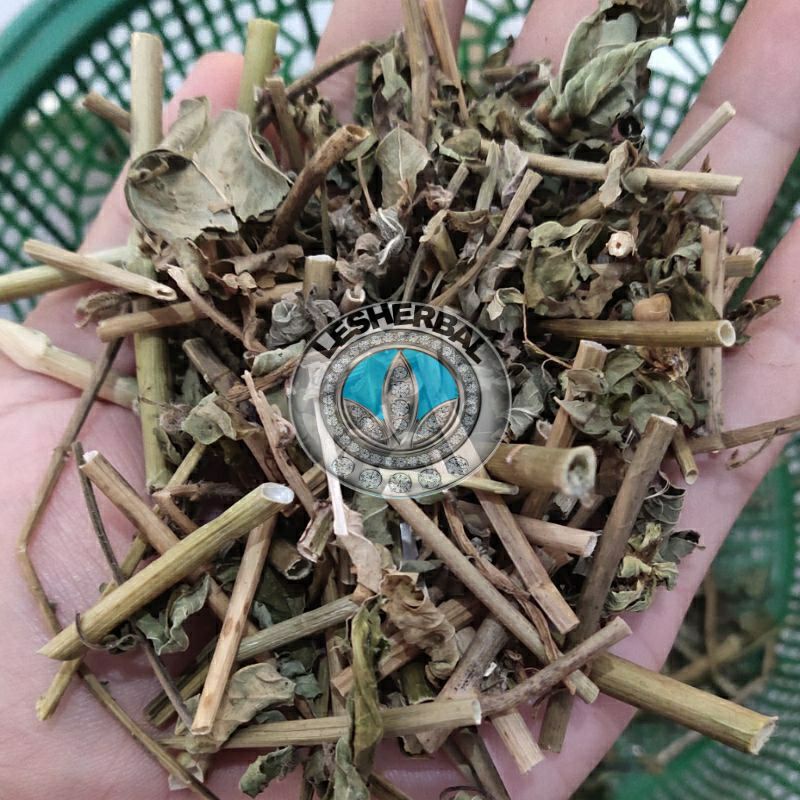 daun kate mas/suduk mentul daun patik mas kering 100gram