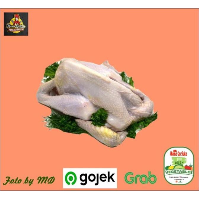 

SALE AYAM KAMPUNG FRESH TERLARIS F5464RY