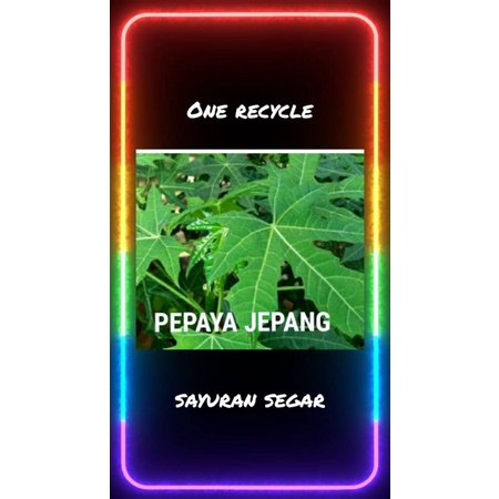 

daun pepaya jepang