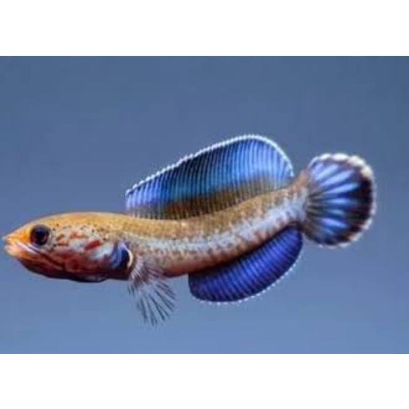 chana andrao size 5-6cm