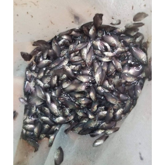 PAKETAN 100 BIBIT GURAME SOANG NGUACI