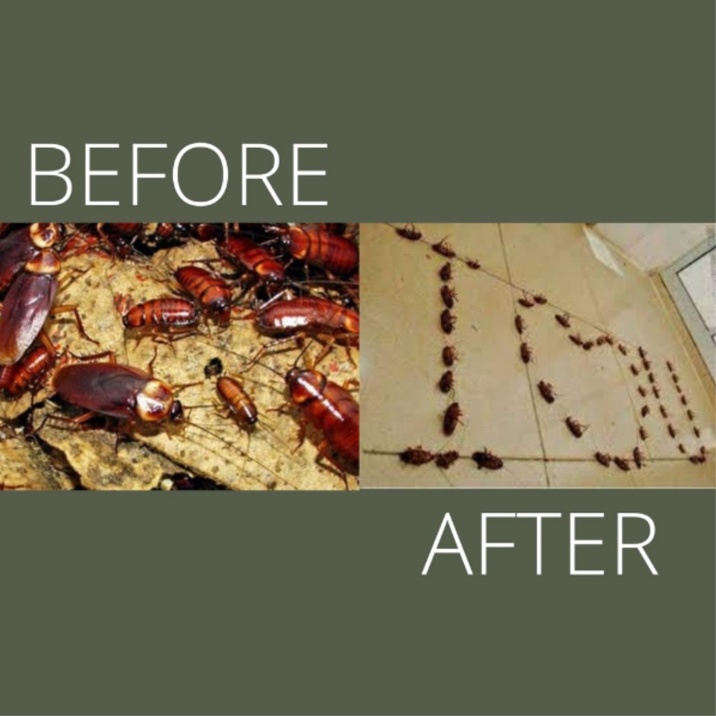 Obat Kecoa / Pembasmi Kecoa / Racun Kecoa SUPER AMPUH untuk di rumah dan kendaraan (PAKET 1LITER+250ml)