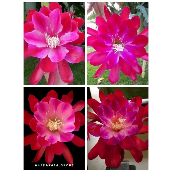 Tanaman Hias Wijaya Kusuma Hibrid ID NINJA