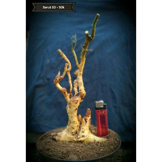 dongkelan bonsai serut gruping smal 13k