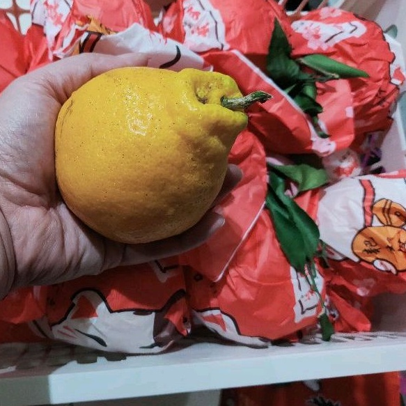 

Jeruk Dekopon Manis Tanpa Biji Per Kg