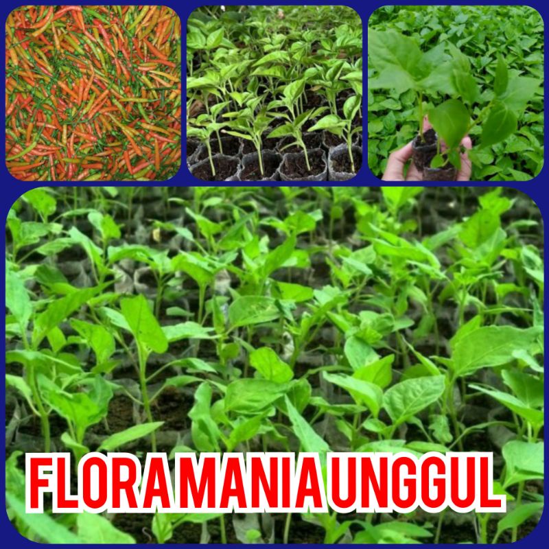 Bibit cabe rawit  cabe kecil super full akar siap tanam