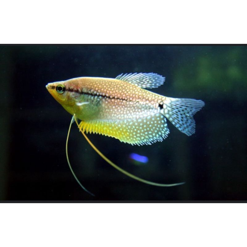 hiasan aquarium/ikan hiasa sepat Mutiara
