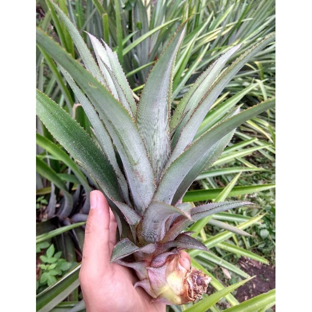 Bibit Nanas Lokal | Varietas Bogor | Super Genjah - Adaptif | Harga Per 1 bibit | 1 kg muat 7 - 8 bi