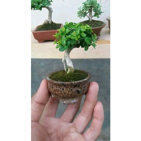bonsai sancang mame hidup 22k