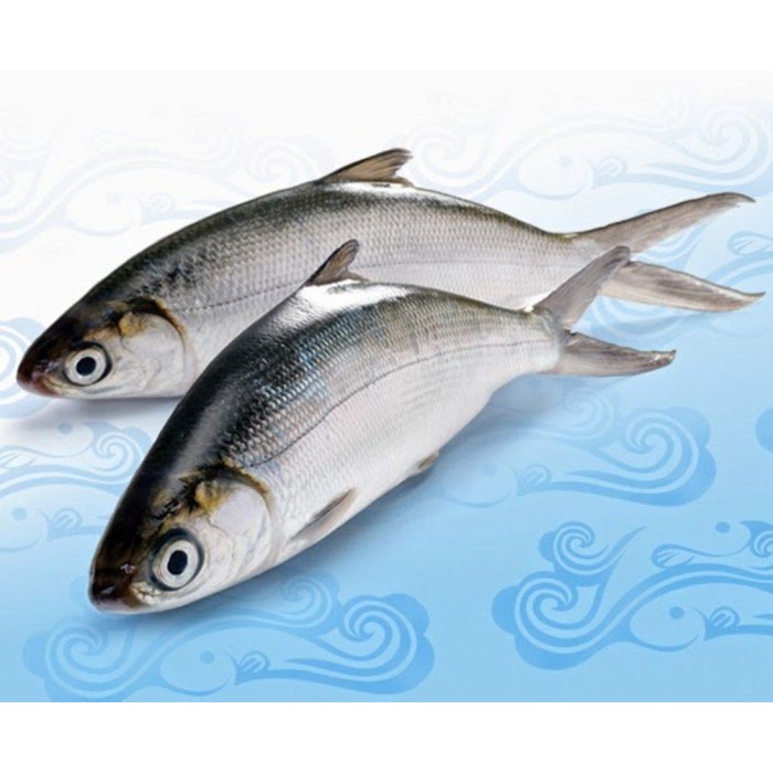 

duri ikan bandeng kemasan 10Kg Sterofoam