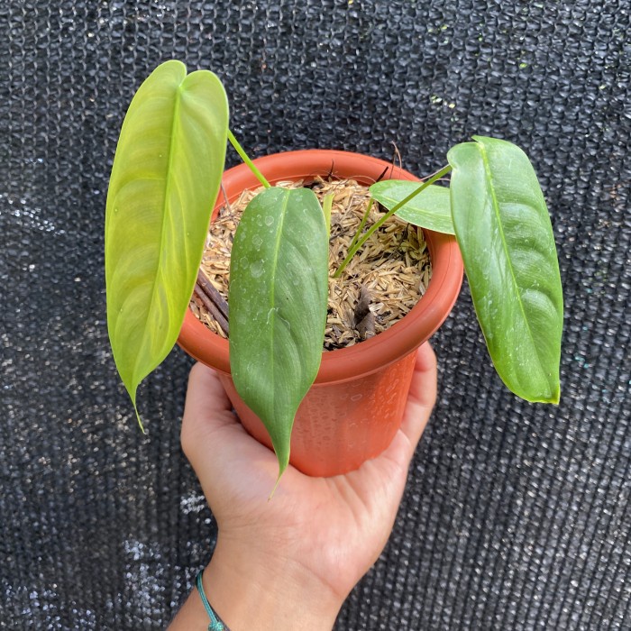 Hiasan Philodendron Sharoniae