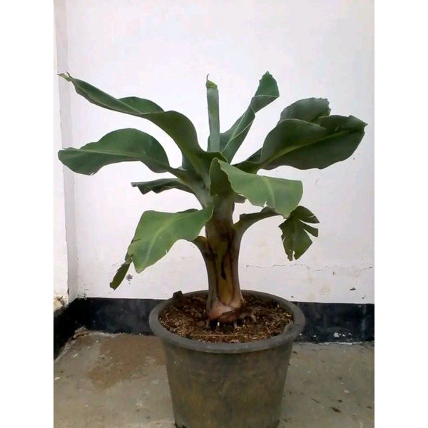 Berkuwalitas Bibit Pisang Brazil - Pisang Mini Super