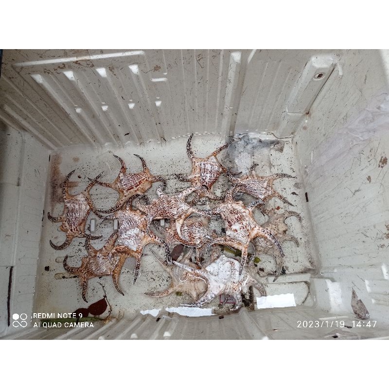 cangkang kerang lambis dapat dijadikan koleksi/pajangan