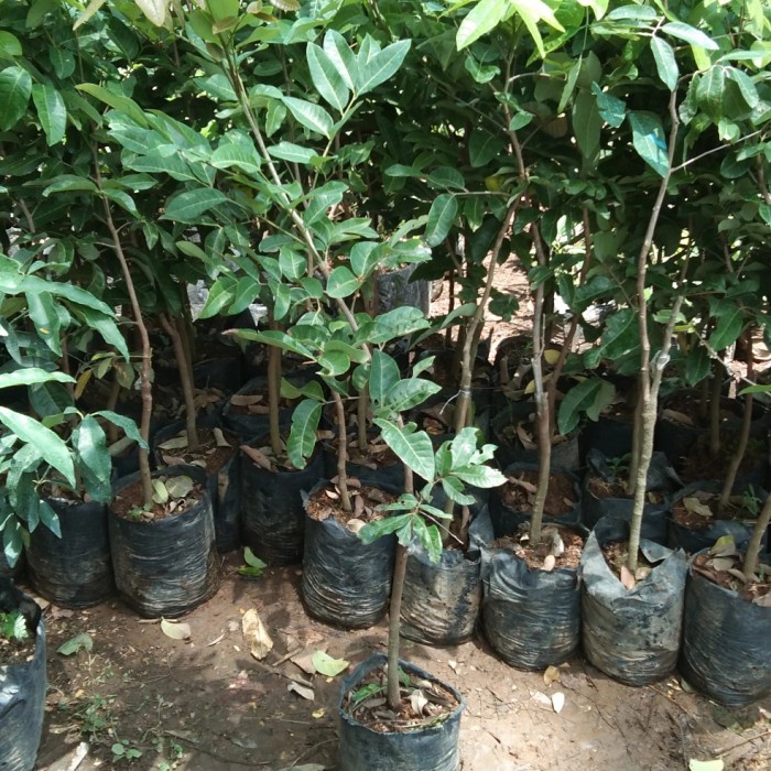 Bisa Cod Bibit Kelengkeng Matalada 1 Meter