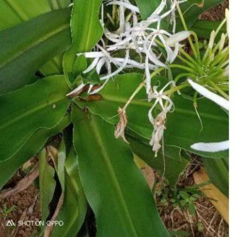 DAUN BAKUNG SEGAR PER LEMBAR/DAUN BAKUNG SEGAR/DAUN BAKUNG/PER LEMBAR
