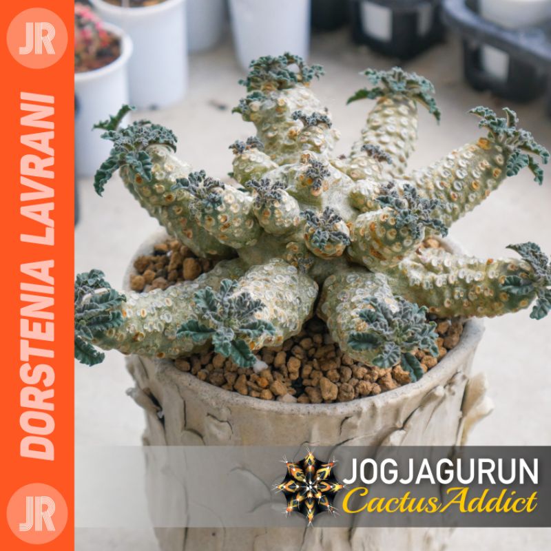 Dorstenia Lavrani Jumbo