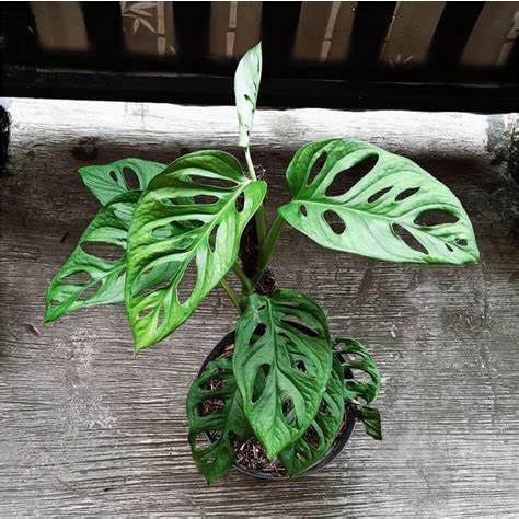 monstera acuminata