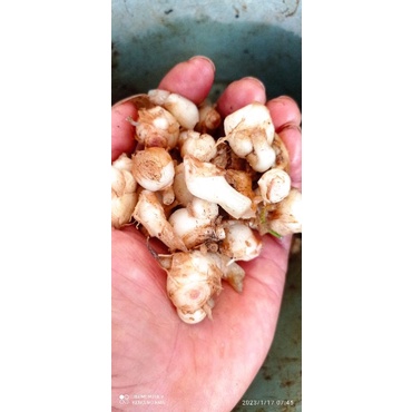 

( 1kg ) KENCUR MUDA/KENCUR CIAMIS MUDA COCOK UNTUK BIKIN COBEK