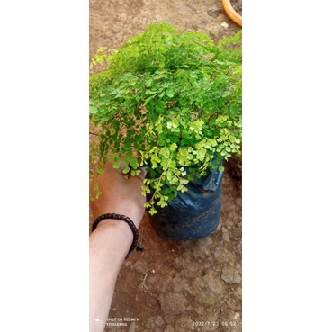 paket 10 jenis tanaman hias