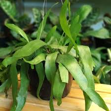 Bibit Tanaman Hias Wijaya Kusuma bunga Ungu murah