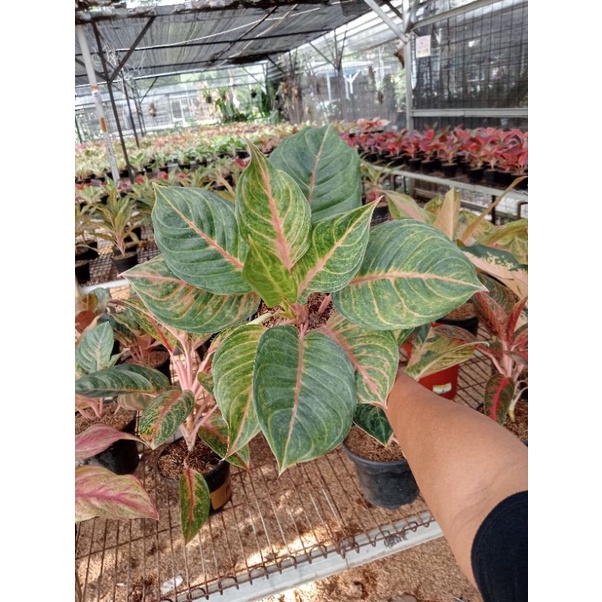 PROMO AGLONEMA  Aglaonema Susan