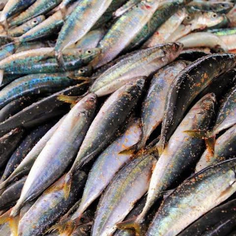 

Ikan Kembung Segar ±500 gram