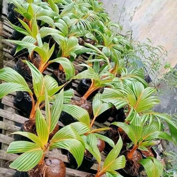 Tanaman Bibit Kelapa | Bibit Kelapa Ijo Wulung Asli | Bisa Untk Bonsai
