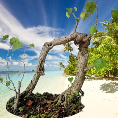 Bonsai Pohon Waru Lokal Bentuk Unik Kreasi Ukuran Medium Karakter Tua