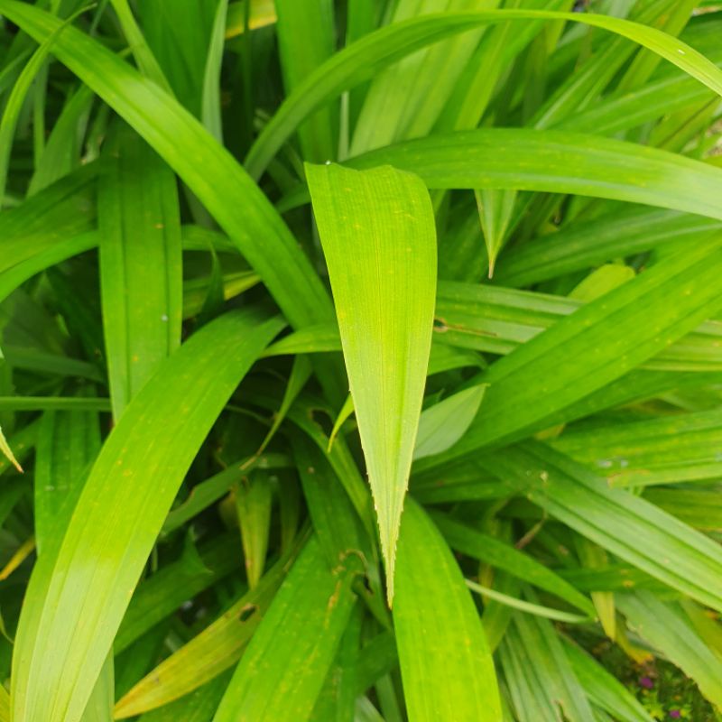 

Daun Pandan Wangi Organik