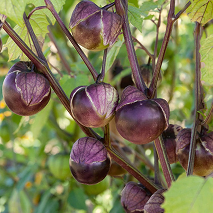 Benih Seribuan - 3 Bibit Buah Ciplukan Ungu Jumbo Unggul