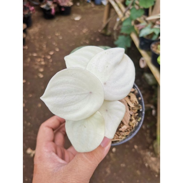 Tanaman hias Peperomia Watermelon Albino full putih / peperomia semangka variegata varigata var mewa