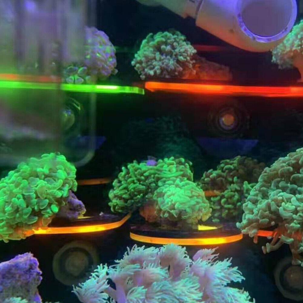 Chookyy Braket Frag Karang Aksesoris Aquarium Dengan Suction Cup Fish Tank Coral Growing Tempat Karang