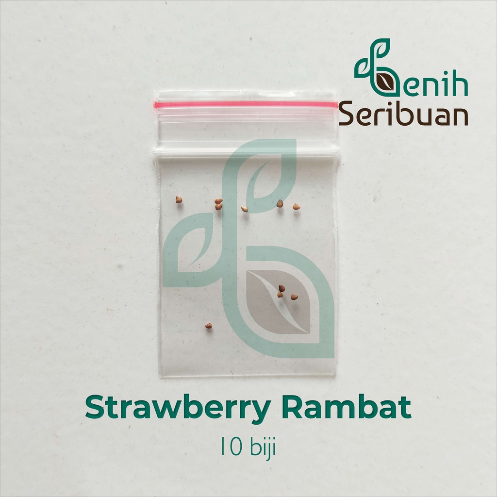 Benih Seribuan - 10 Bibit Buah Strawberry Rambat Unggul