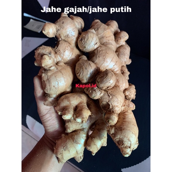 

jahe/jahe gajah/jahe putih super