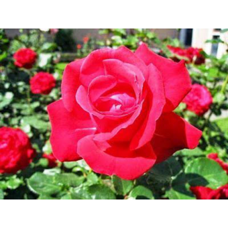 PERONA COSTUME//PERONA ONE PIECE//PERONA COSPLAY