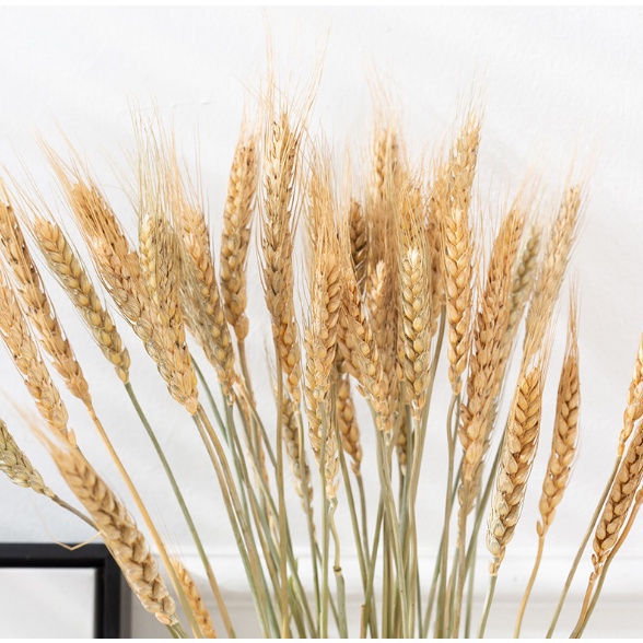 Bunga Gandum Import / Wheat Flower