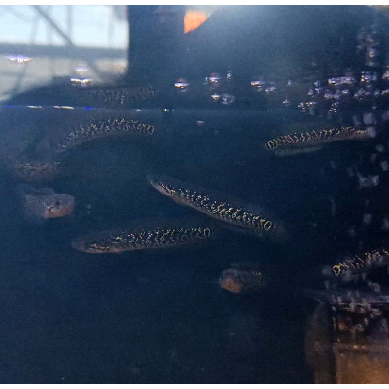 Asiatica Rsp kalimaya grade A++