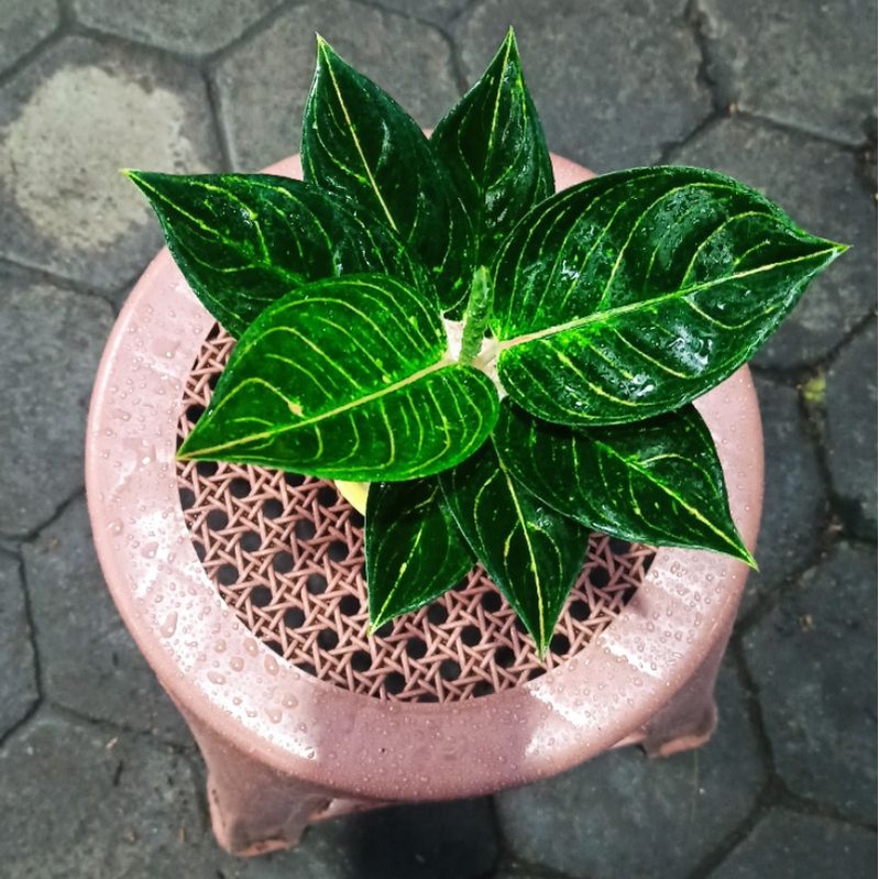 Aglonema Queen Of Siam