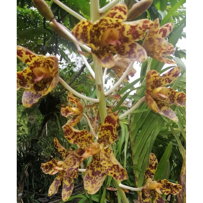 Anggrek Tebu anggrek species Indonesia