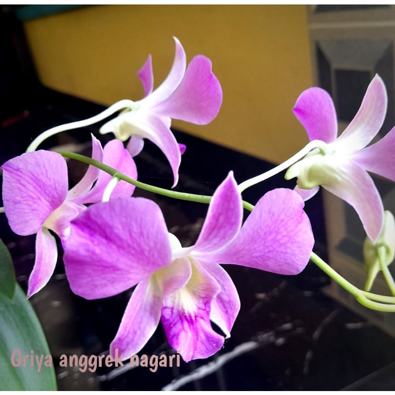 Dendrobium bulat murah / dendrobium remaja/ dendrobium cantik