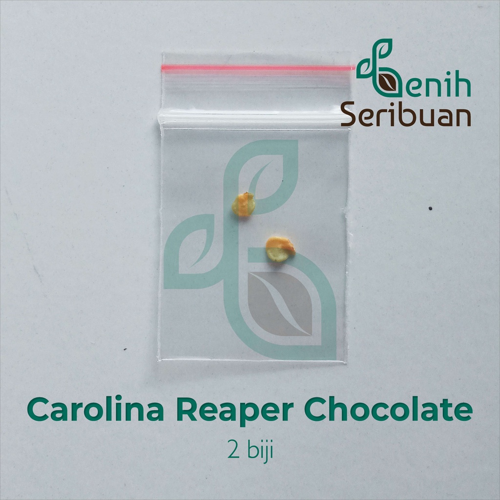 Benih Seribuan - 2 Bibit Cabe Carolina Reaper Coklat Unggul