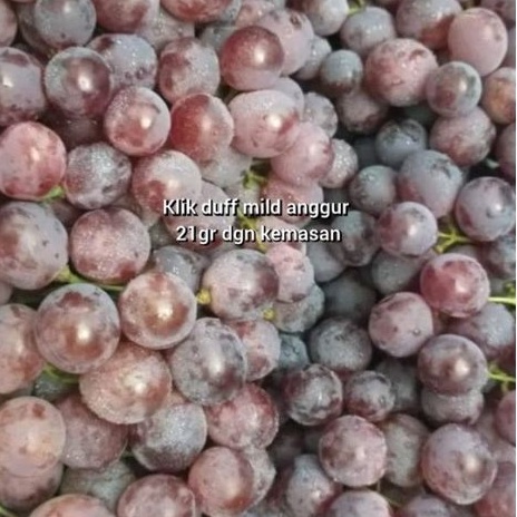 

buah anggur tanyakan sebelum CO