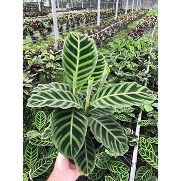 TANAMAN HIAS CALATHEA ZEBRINA - TANAMAN HIAS CALATHEA