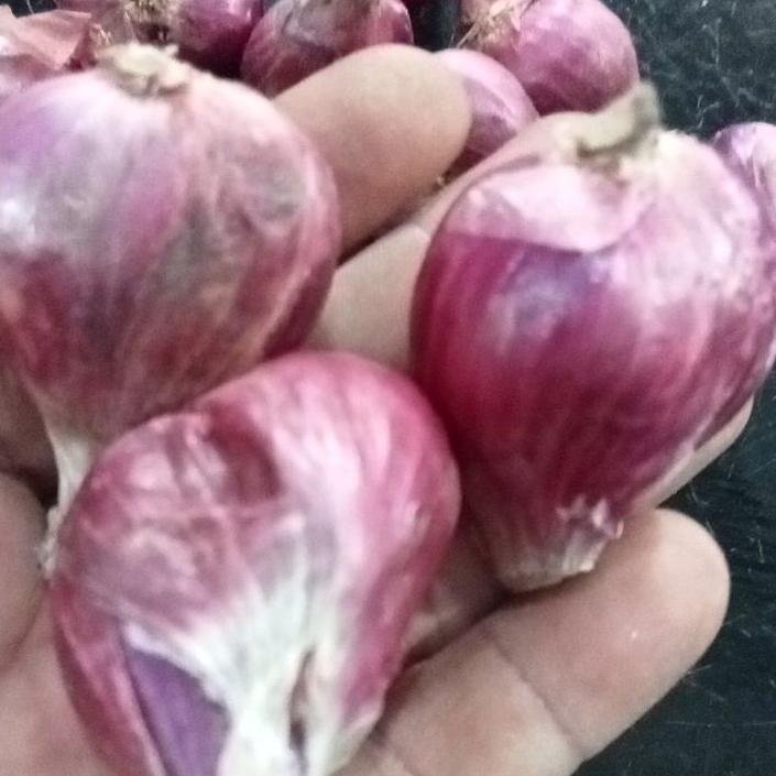 

FIA602 BAWANG MERAH LOKAL BREBES UKURAN BESAR 1 KG |||