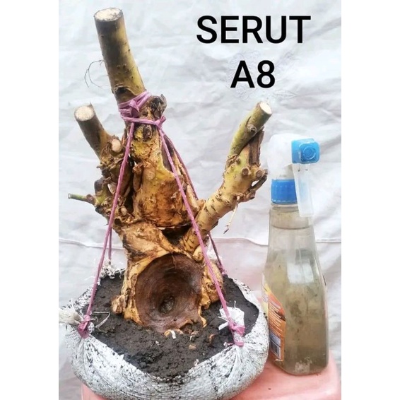 dongkelan Bonsai serut gruping medium,25k