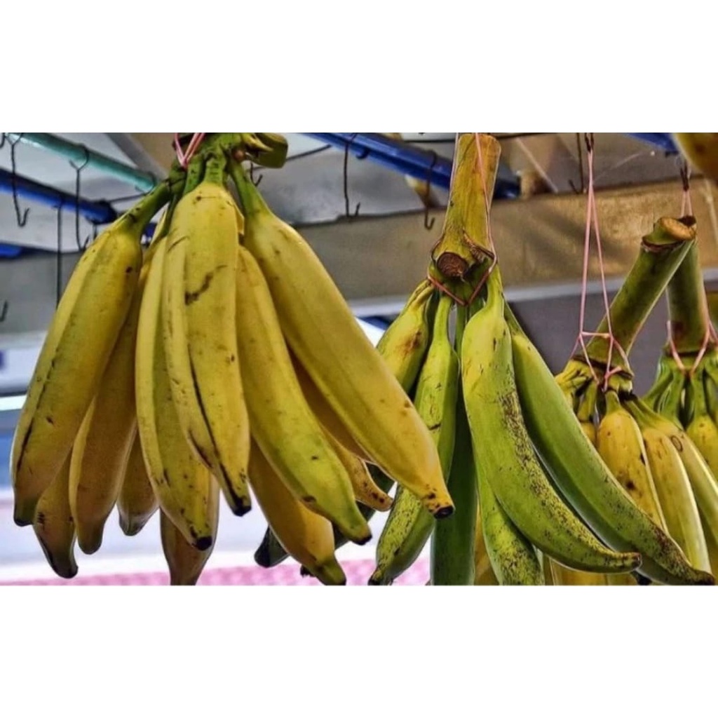 

PISANG TANDUK 1 PCS