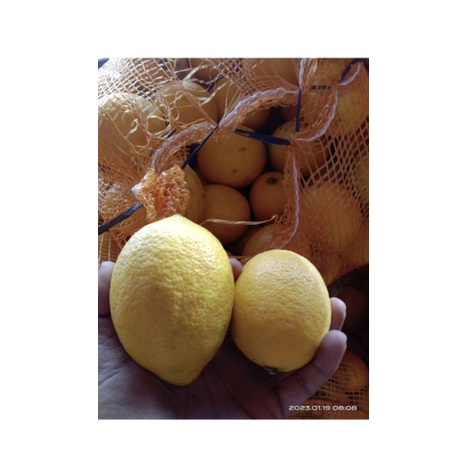 

Lemon California kelas Kecil 9-11butir/kilo