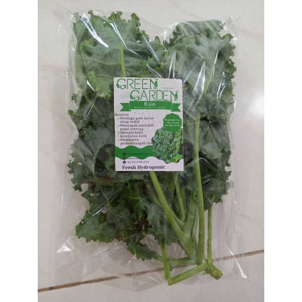 Kale Hidroponik Organic | Sayuran Hidroponik