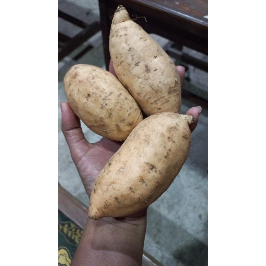 

Ubi Madu Cilembu / Ubi Cilembu Original